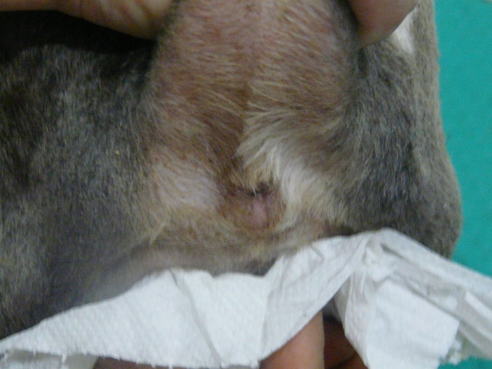 Dog anal gland expression